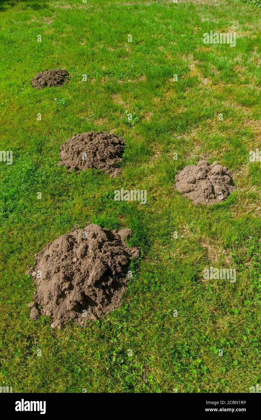 Mole hills (or mole mounds)in a lawn of a residential garden in