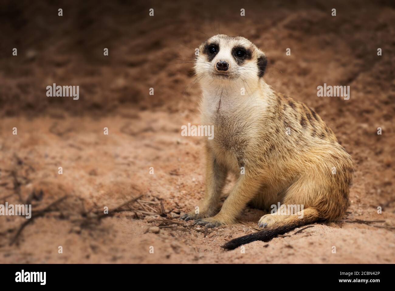 Isolated single dark bands on the back and a black-tipped tail meerkat (Suricate) sitting alone on the ground Stock Photo