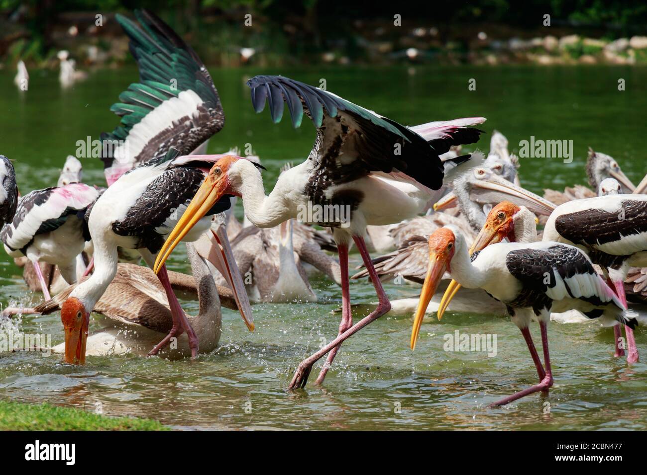 Group of pelicans catch fish from lake river. Pelican bird wallpaper , background Stock Photo