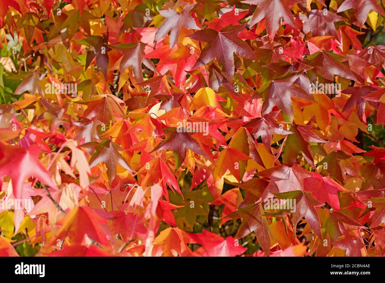 American Amber tree in autumn Stock Photo