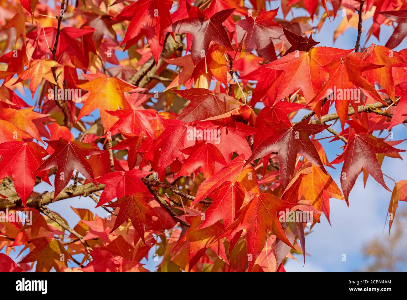 American Amber tree in autumn Stock Photo