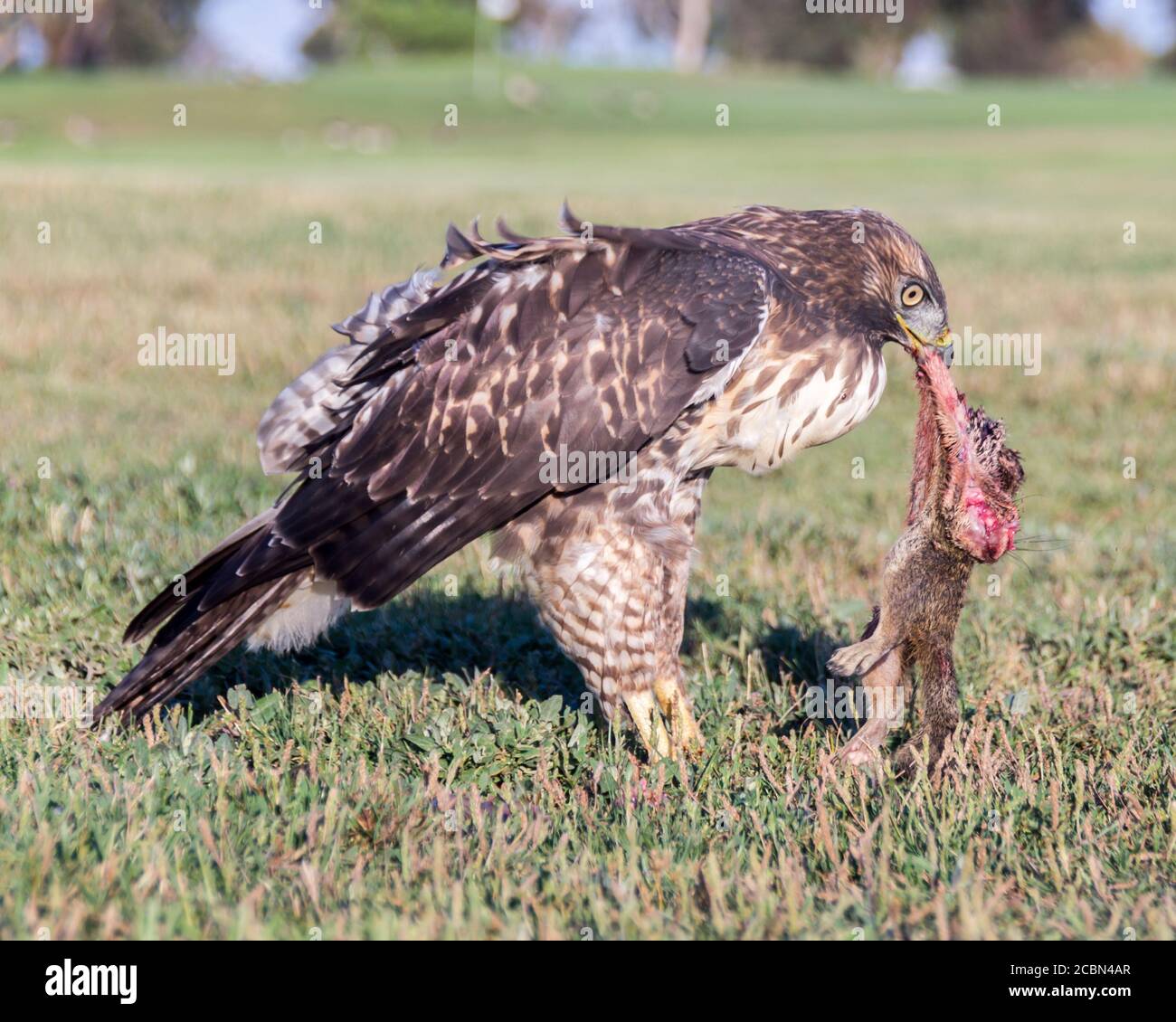 Juvenile Red-tailed Hawk feeding on dead squirrel. Stock Photo