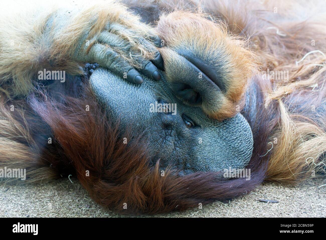 Orangutan male lying on back closeup Stock Photo