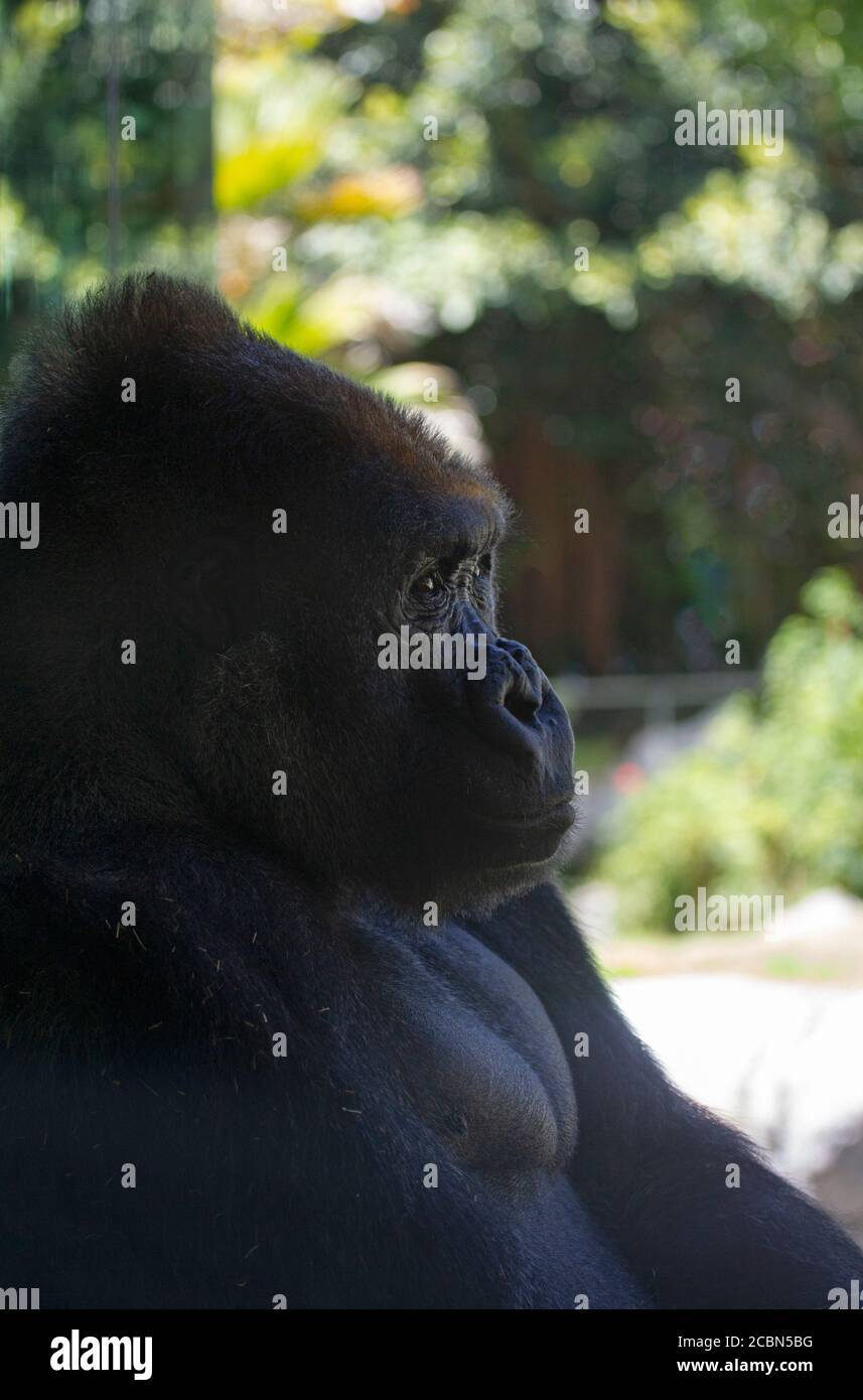 Silverback Gorilla Sitting Up Stock Photo