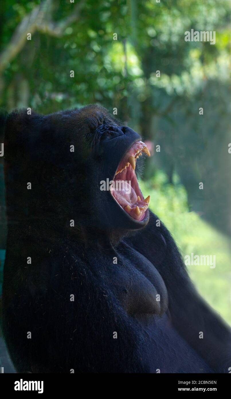 Silverback Gorilla Sitting up and Yawning Stock Photo
