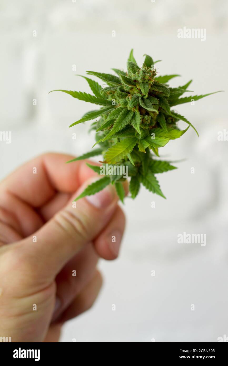Close-up male hand holds bump cannabis plant. Concept farm marijuana plantation. Can of cannabis buds CBD. Stock Photo