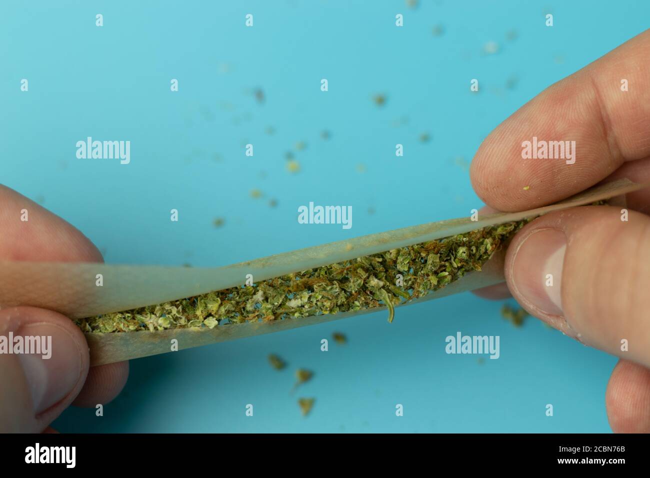 Man making marijuana joint for smoking. Shredded cannabis in paper Stock Photo