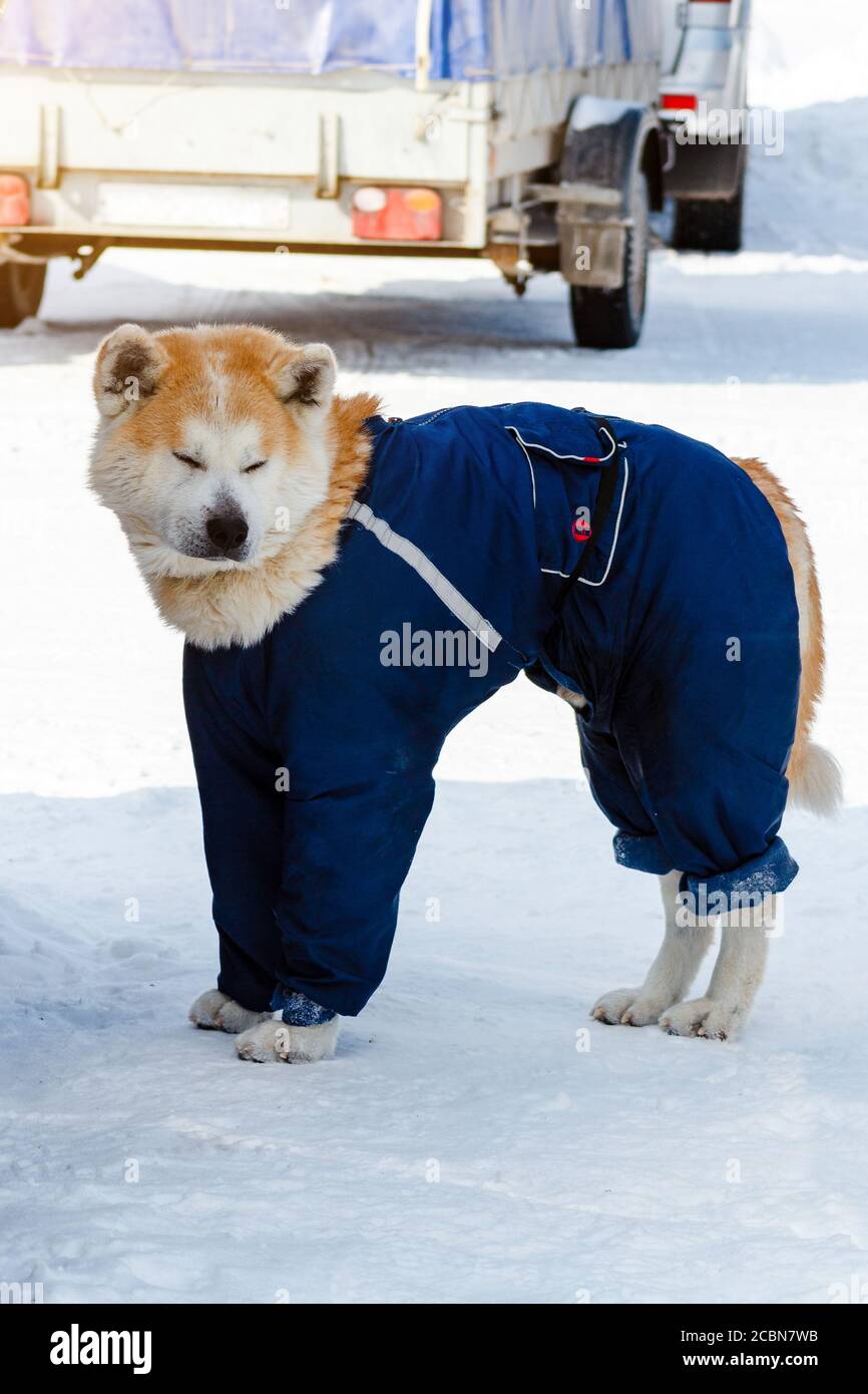 dog of breed Akita inu in blue overalls clothes. Stock Photo