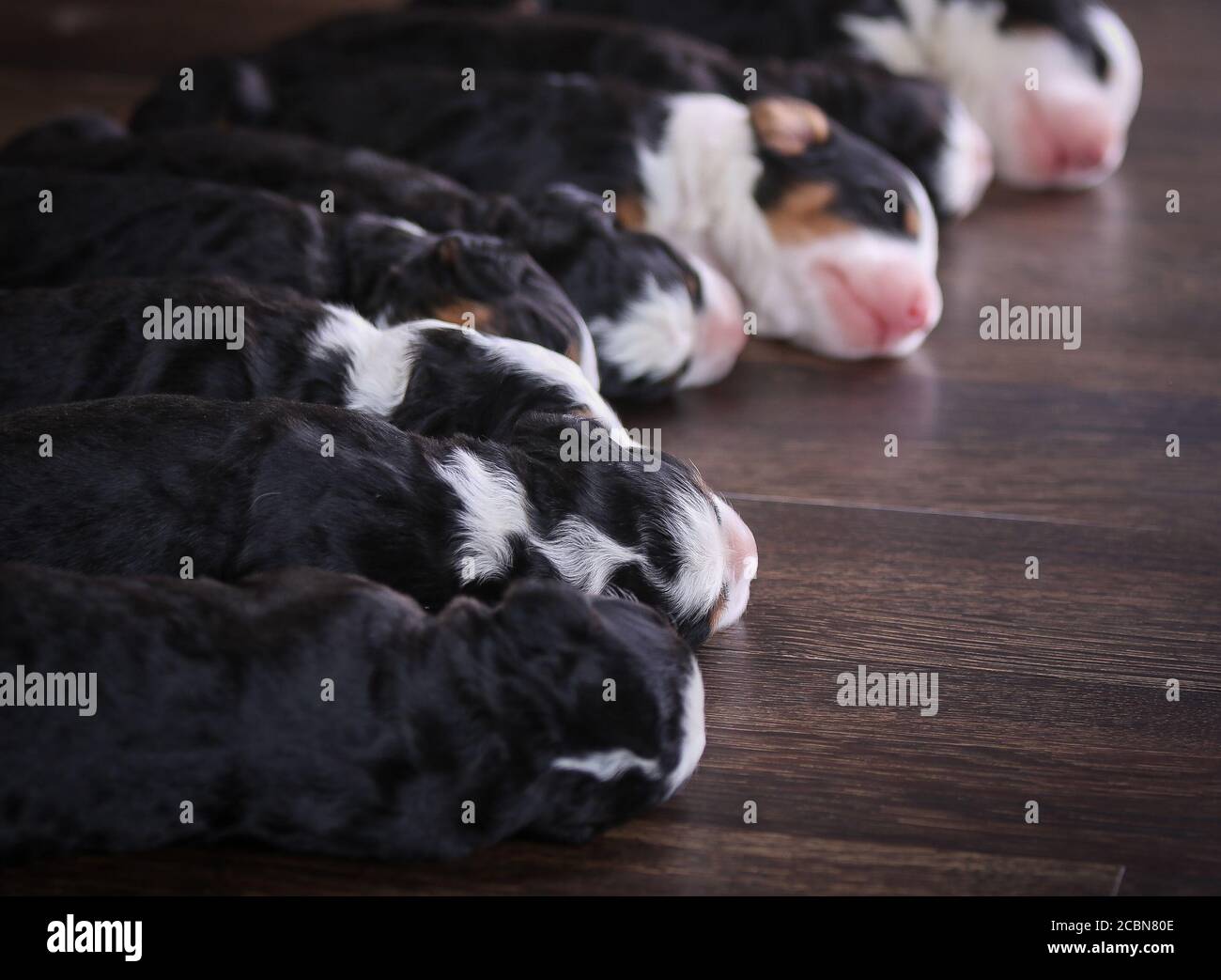 F1 Tri-colored Miniature Bernedoodle Puppies sleeping on the floor Stock Photo