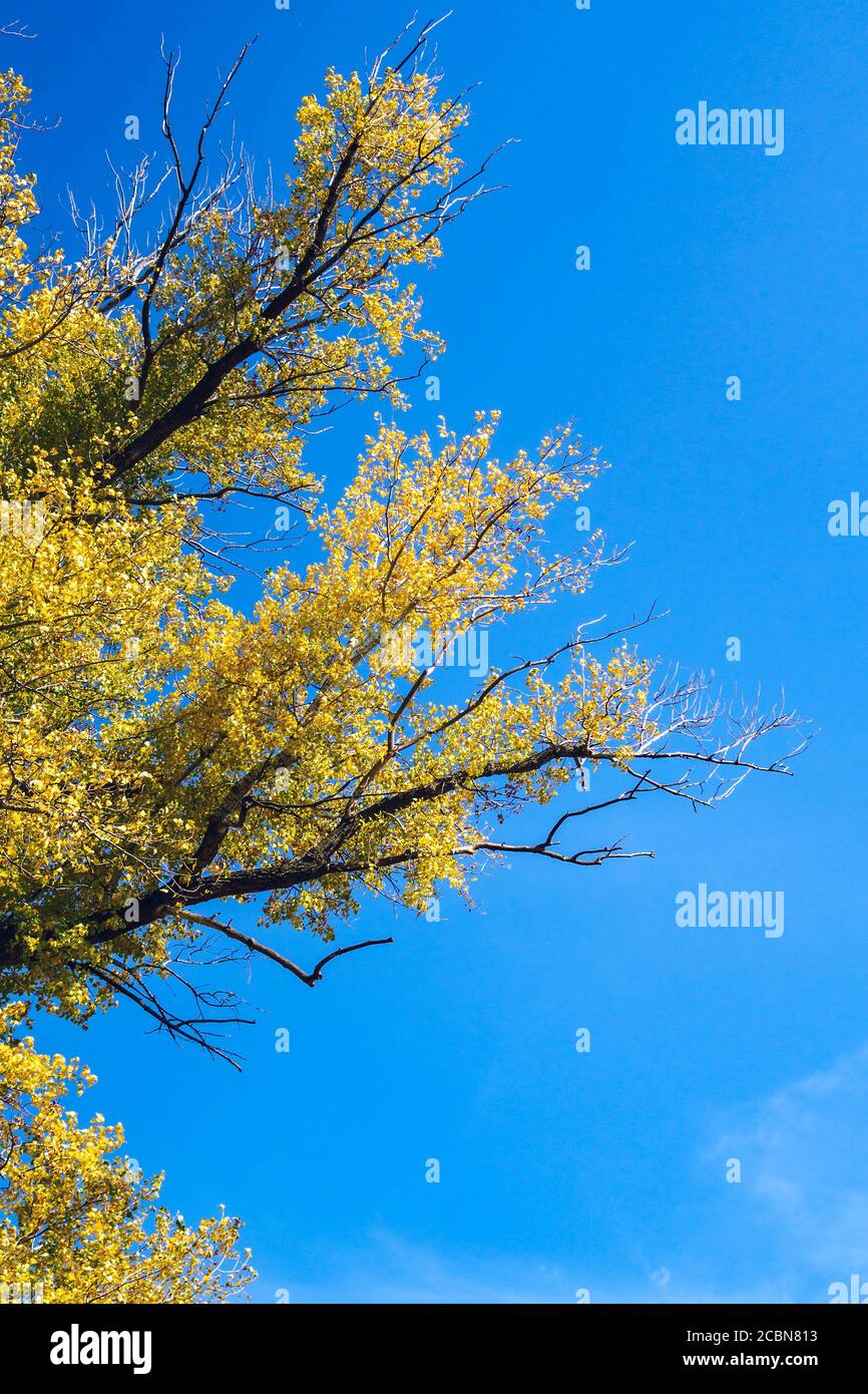 tree branches with yellow leaves against the blue sky, vertical autumn ...