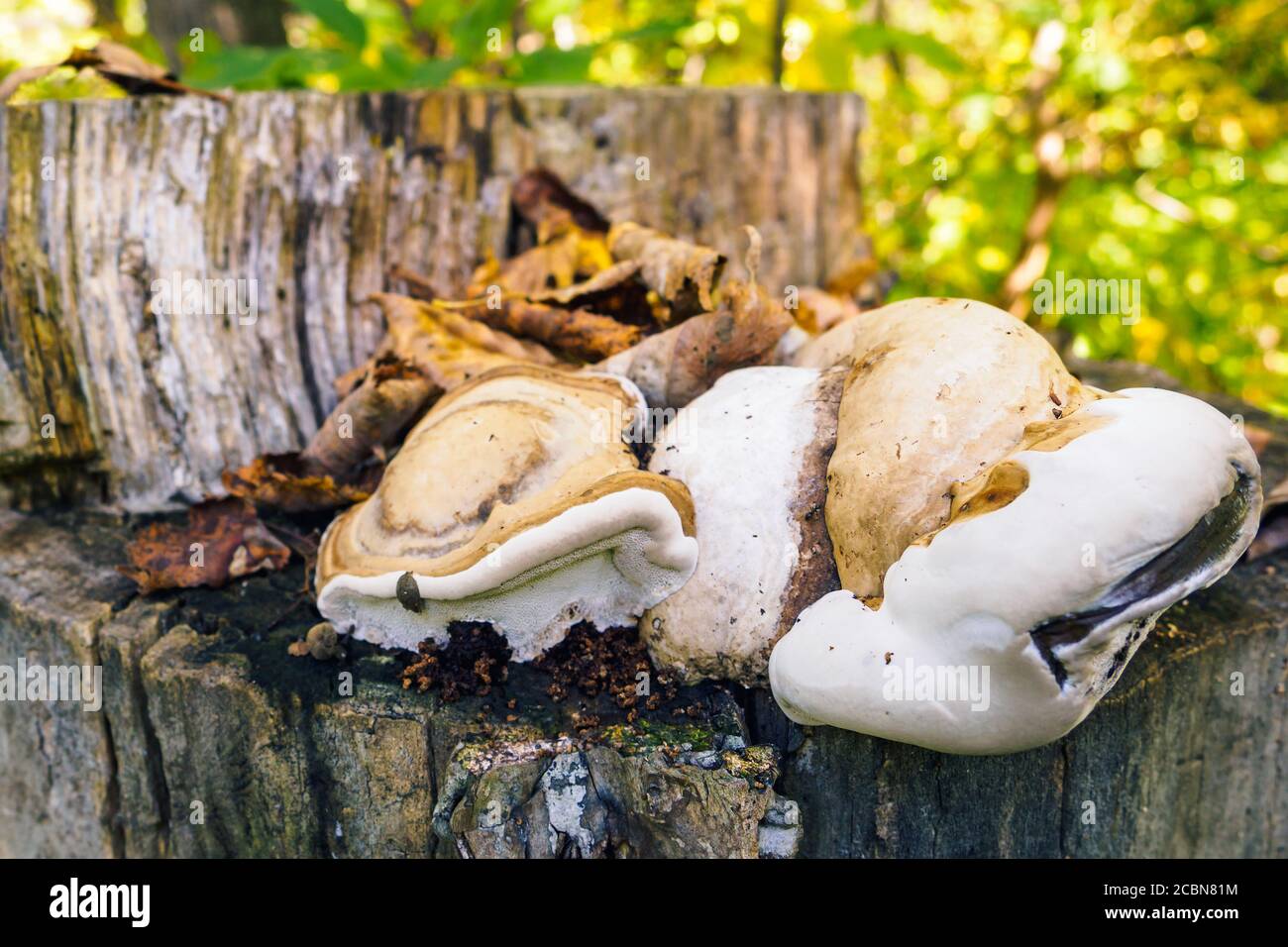 Tinder false fungus grows on a stump in the forest on an autumn sunny day. Stock Photo