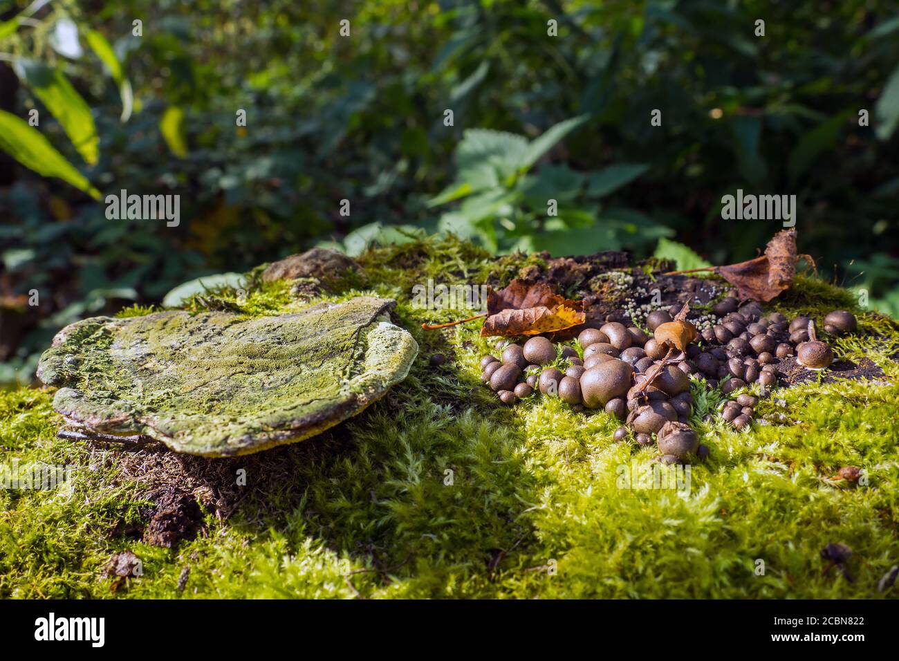 brown earth balls fungus grows on a stump, green moss and old tinder false, Scleroderma citrinum. Stock Photo