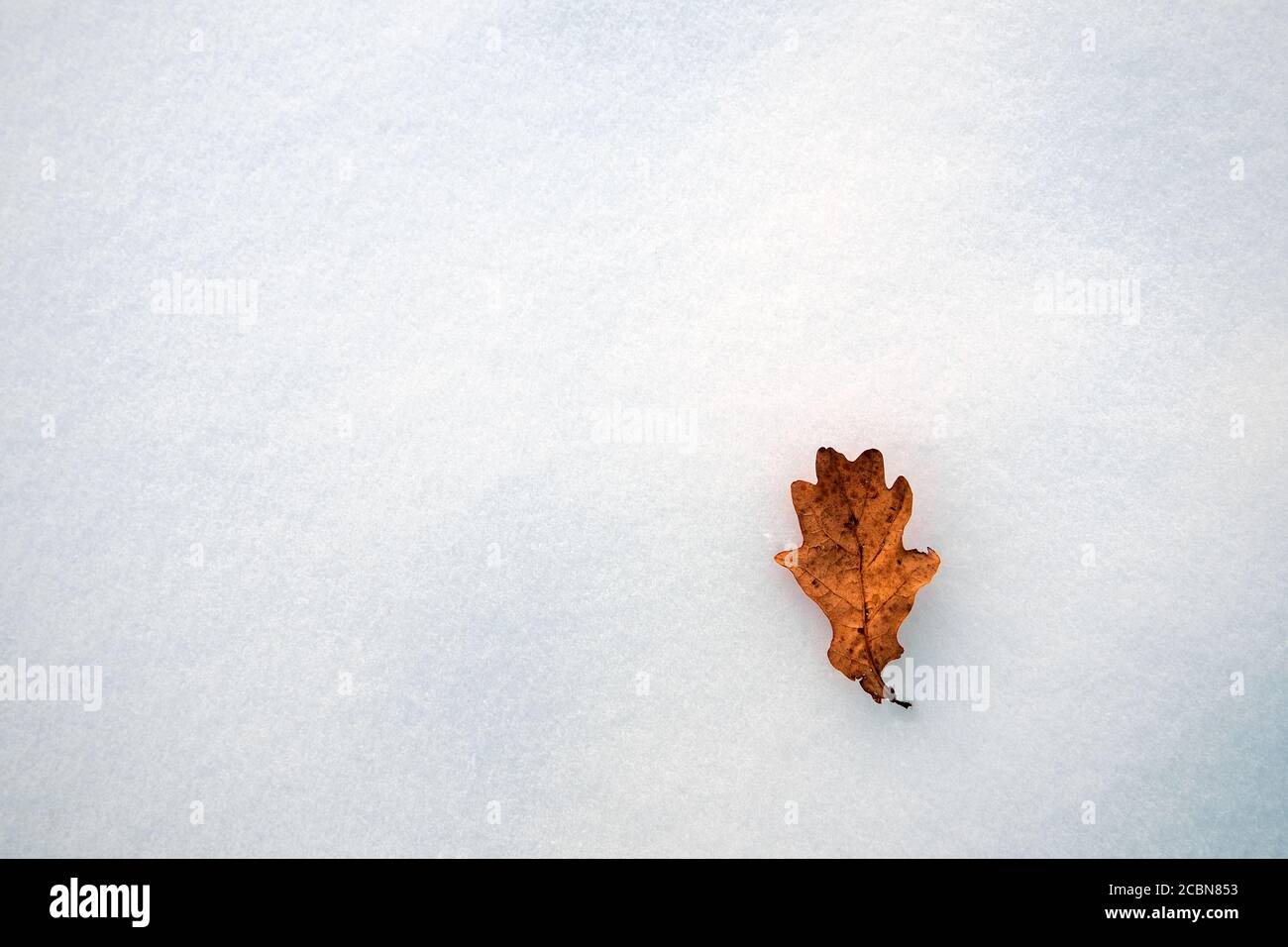 Top view of dry oak leaf in the snow. Copy space. Stock Photo