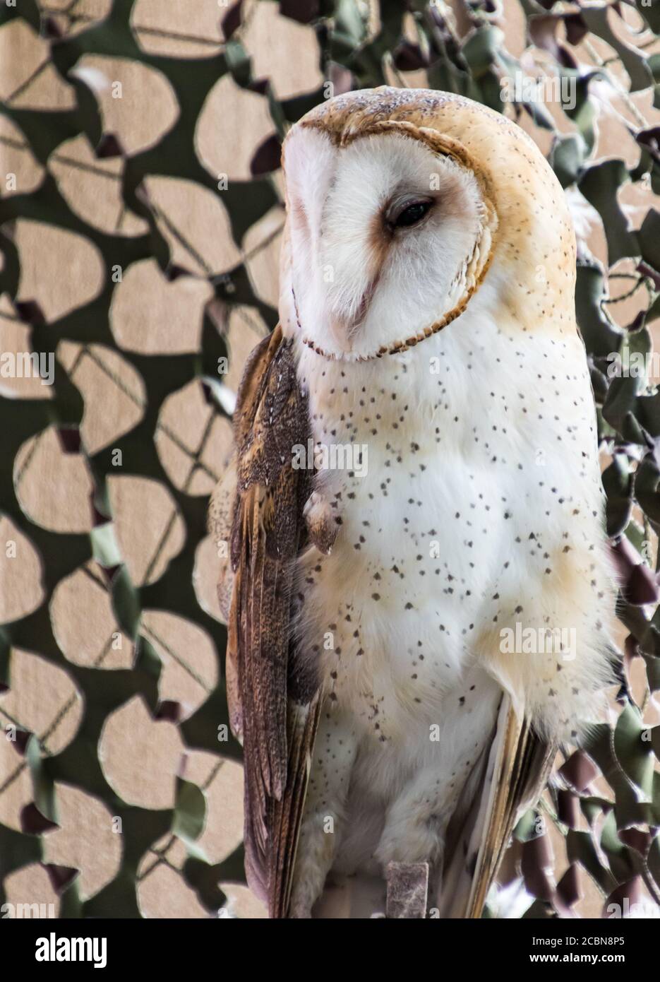 A Barn Owl standing looking left. Owl is in wildlife rescue. Stock Photo