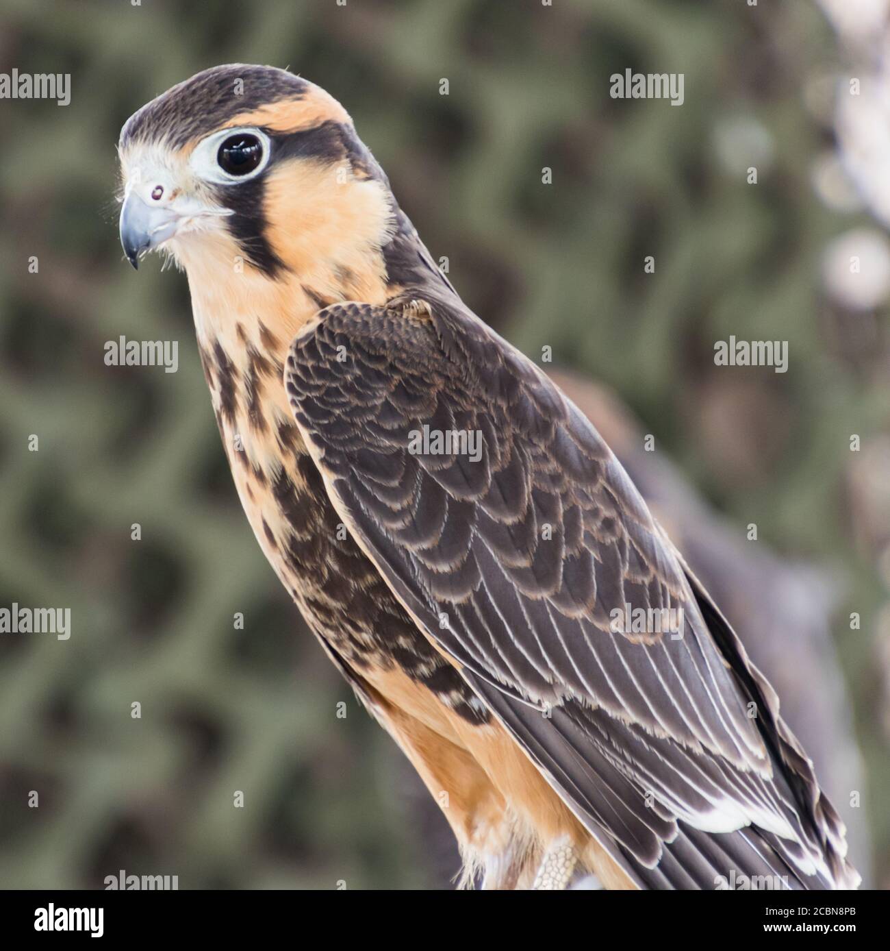Closeup side view of Aplomado Falcon, in wildlife rescue, perched and watching Stock Photo