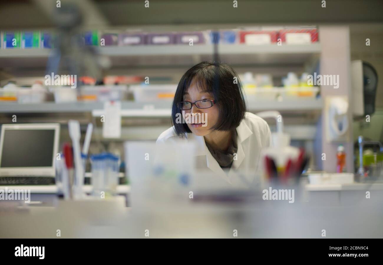 Female Asian Scientist Concentrating at a Biomedical Laboratory Stock Photo