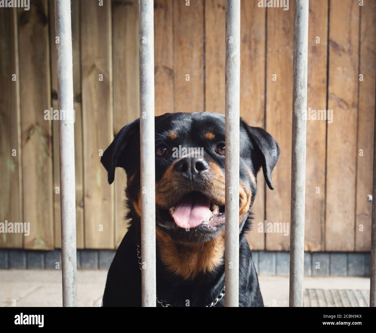 Rottweiler cage sale