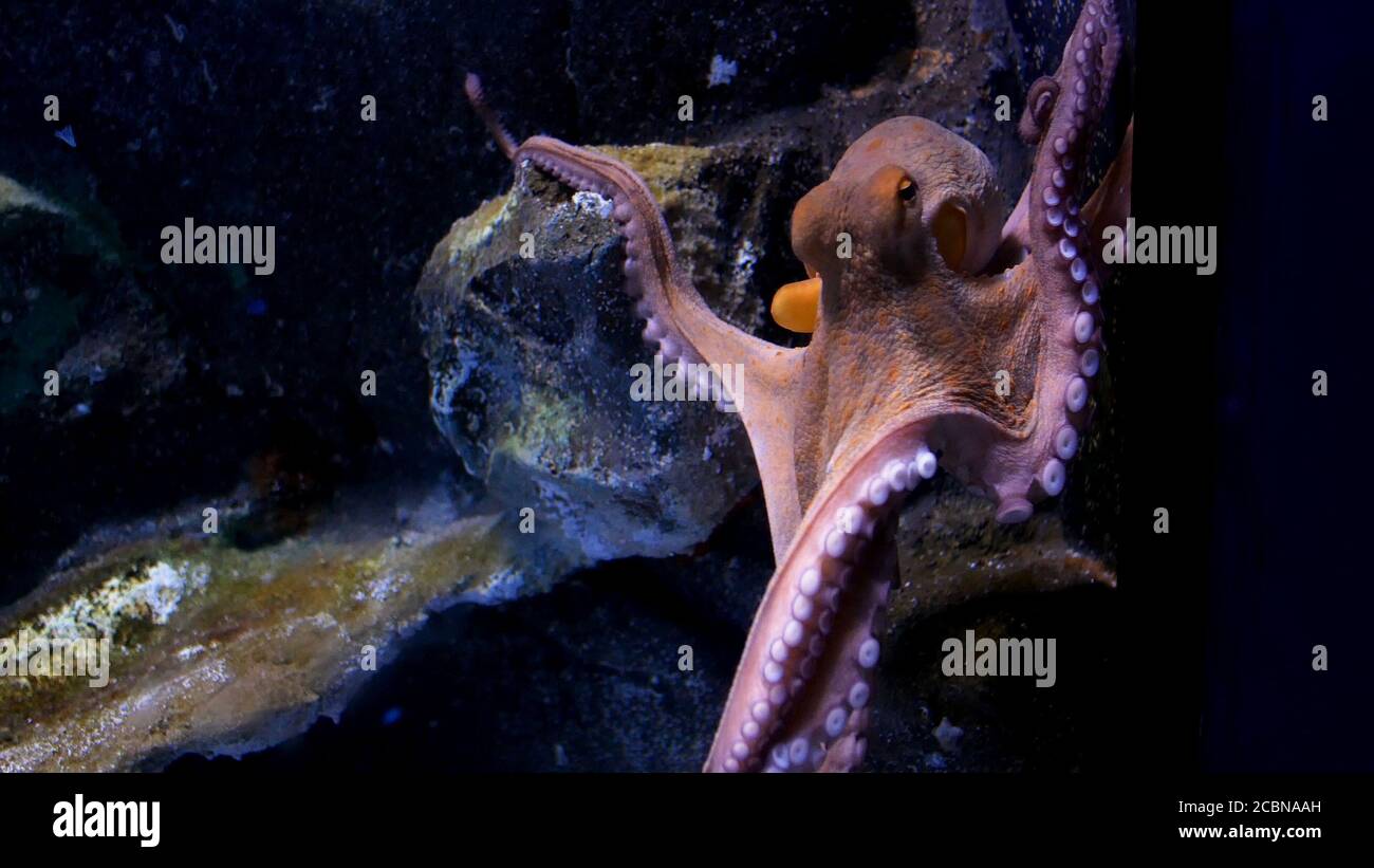 octopus, swim in the sea Stock Photo Alamy