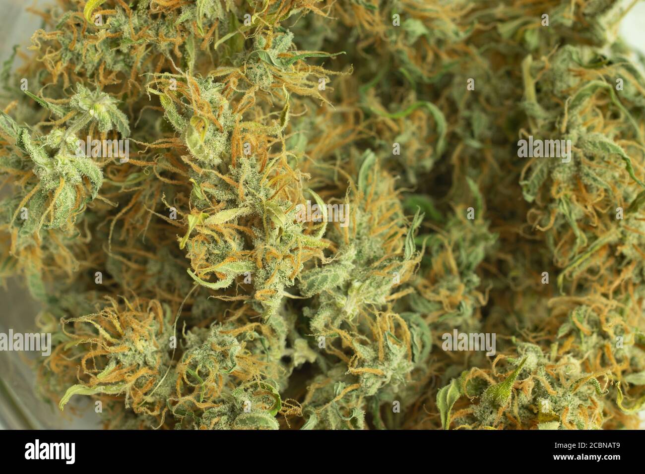 Organic medical cannabis used in healthcare. Legal marijuana buds background close-up. Macro photo of weed Stock Photo