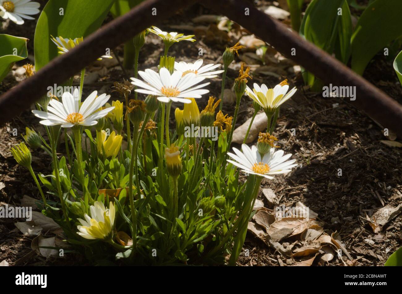 Garden  daisy natural flora arrangement and frames bu rusty iron barrier rods, among other greenery outdoors, this is spring and nature's finest. Stock Photo