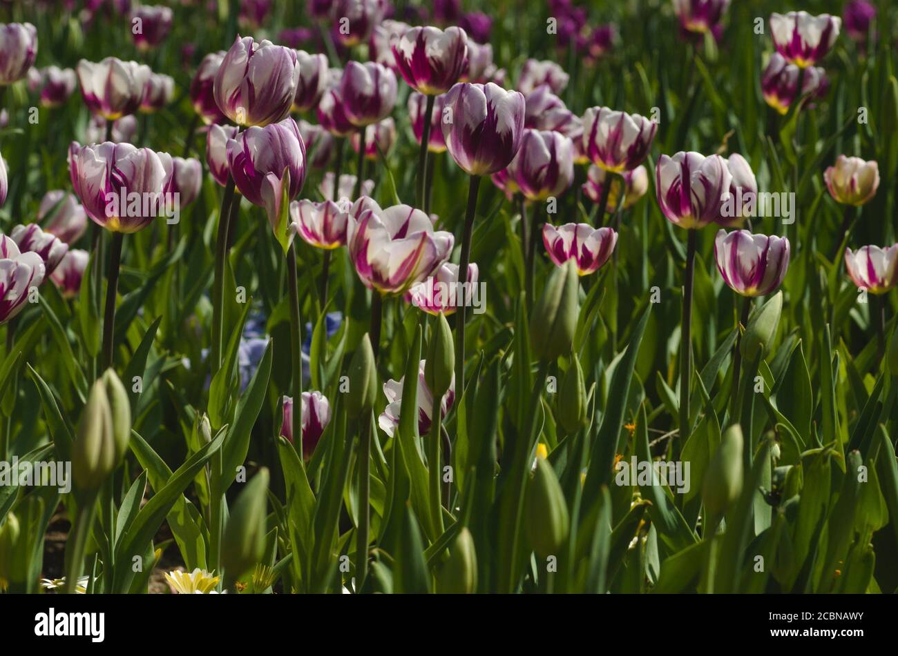Artistically colored tulips proudly growing in the garden. With a blossom of base white color and random lines of vary sizes of pink, red, fuchsia. Stock Photo