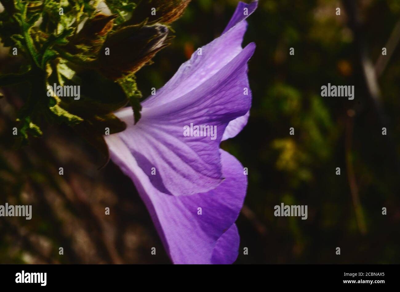 Pretty profile of periwinkle flower bashing in the morning sun and exhibiting its lovely light purple-blue color and texture of it petals and design. Stock Photo