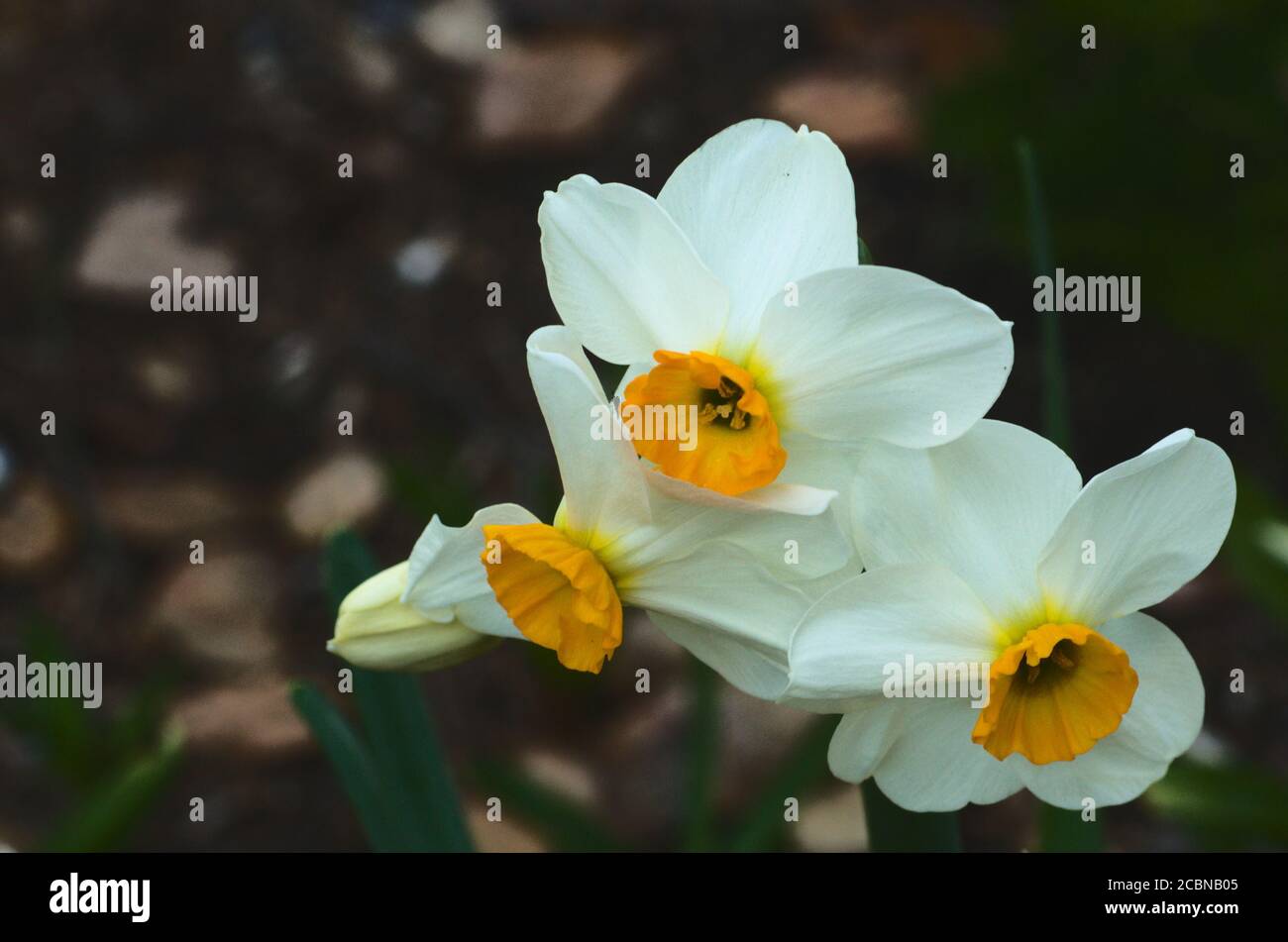 Daffodils, different composition-accenting its beauty , shape and design, white petals and yellow trumpet corona, creates simplistic elegance. Stock Photo