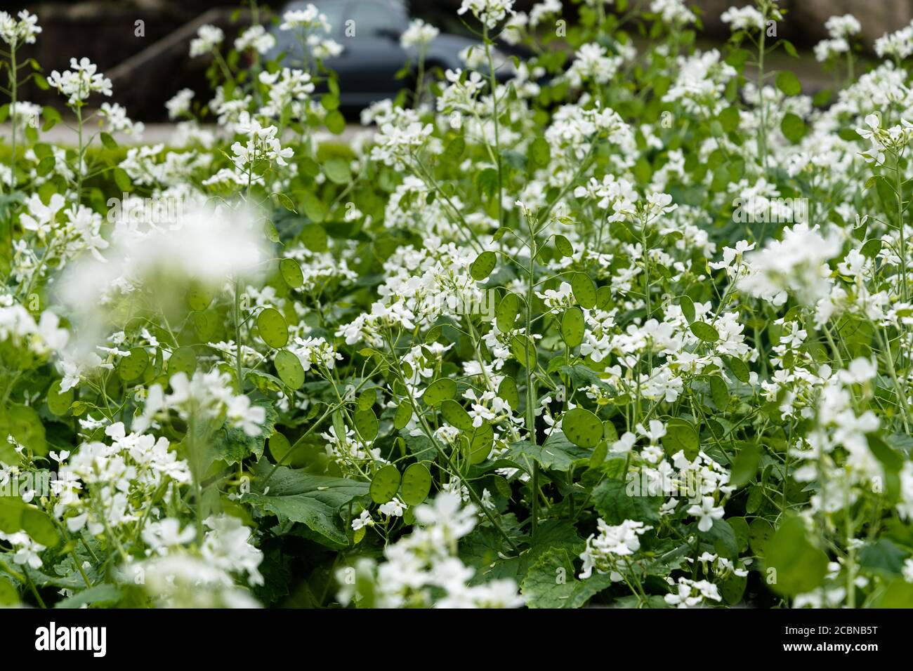 Shallow focus shot blossom white hi-res stock photography and images ...