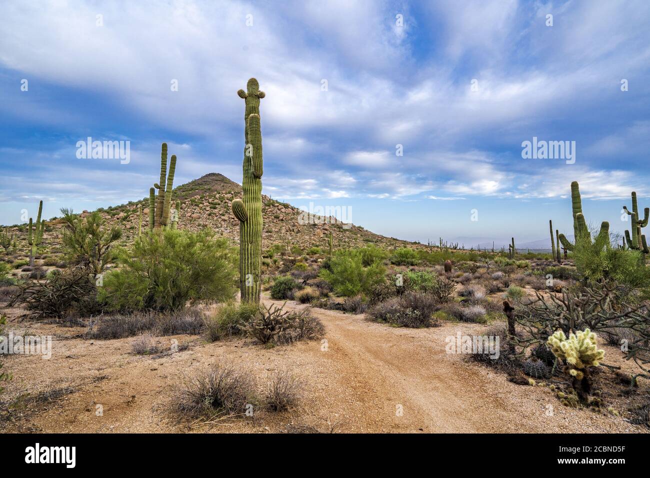 Arizona saguaros in sun hi-res stock photography and images - Alamy