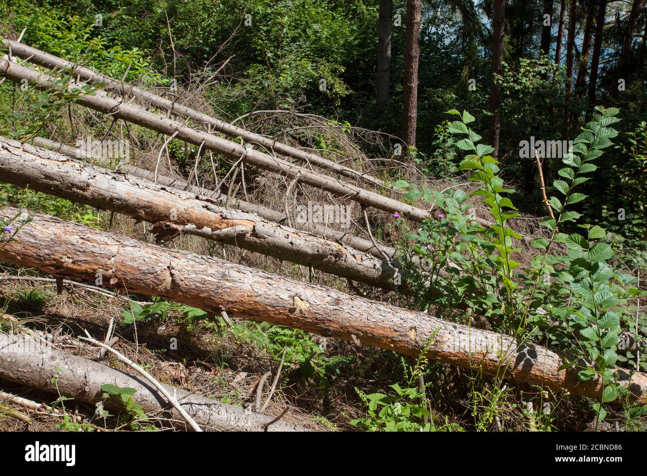 Tree From Weathermon Storm bent trees hi-res stock photography and images - Alamy