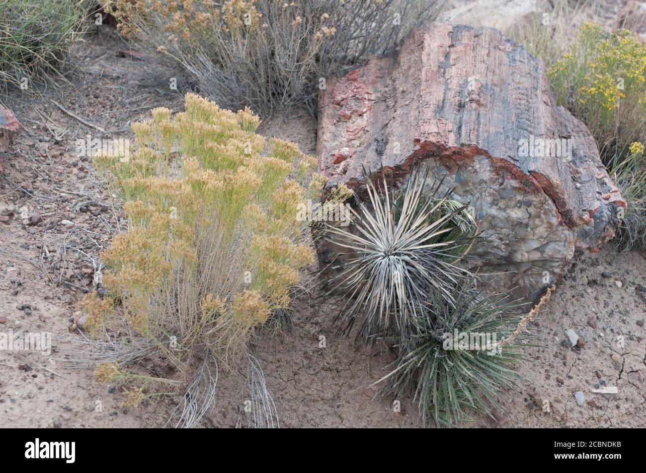 Petrified wood viewed up close and next to desert plants in the Petrified Forest National Park of Arizona, USA. Stock Photo