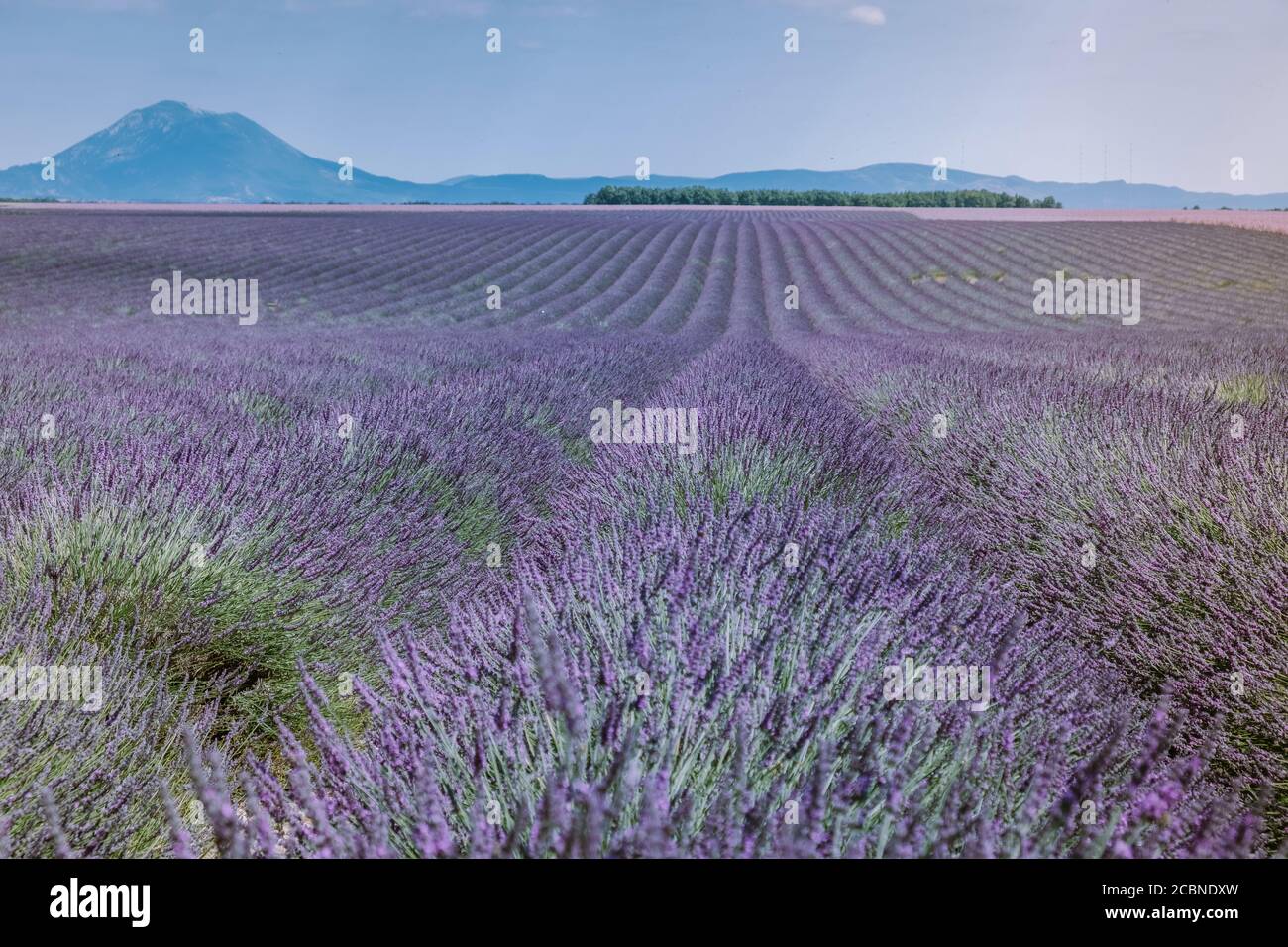 Valensole Plateau, Provence, Southern France. Lavender field at sunset Stock Photo