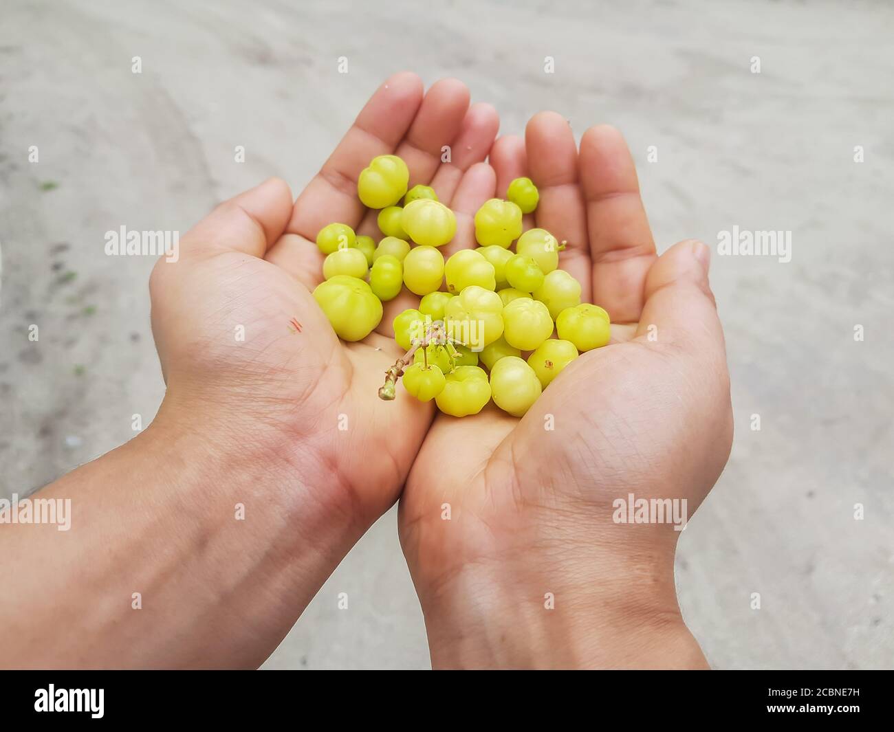 Fresh tropical Star Gooseberry fruits in hand with isolated background. Stock Photo
