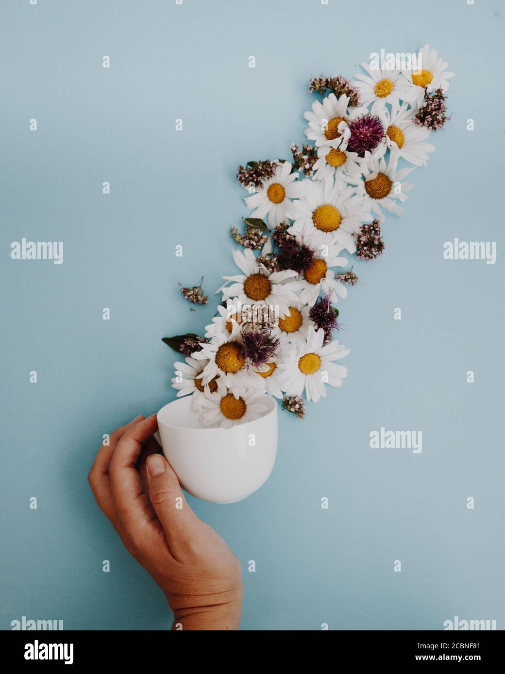 Flowers in a tea cup - Background drop for social media Stock Photo