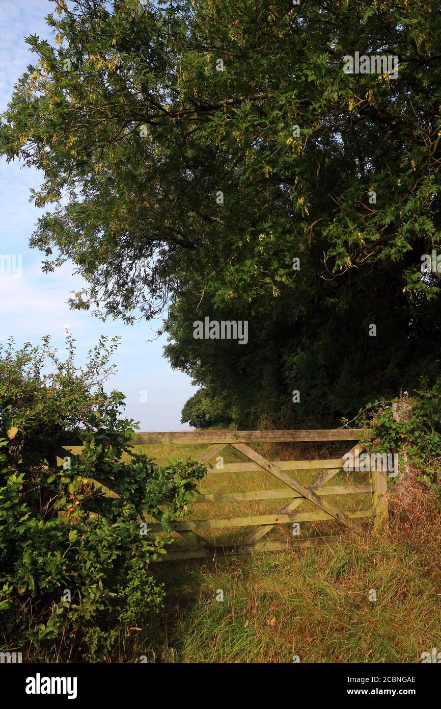 Field gate, hedgerow, trees and meadow in Broadwood Kelly, Devon, UK in