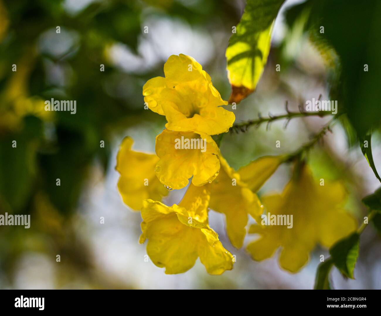 Yellow Trumpetbush flower, Yellow elder, Tecoma stans, Stock Photo