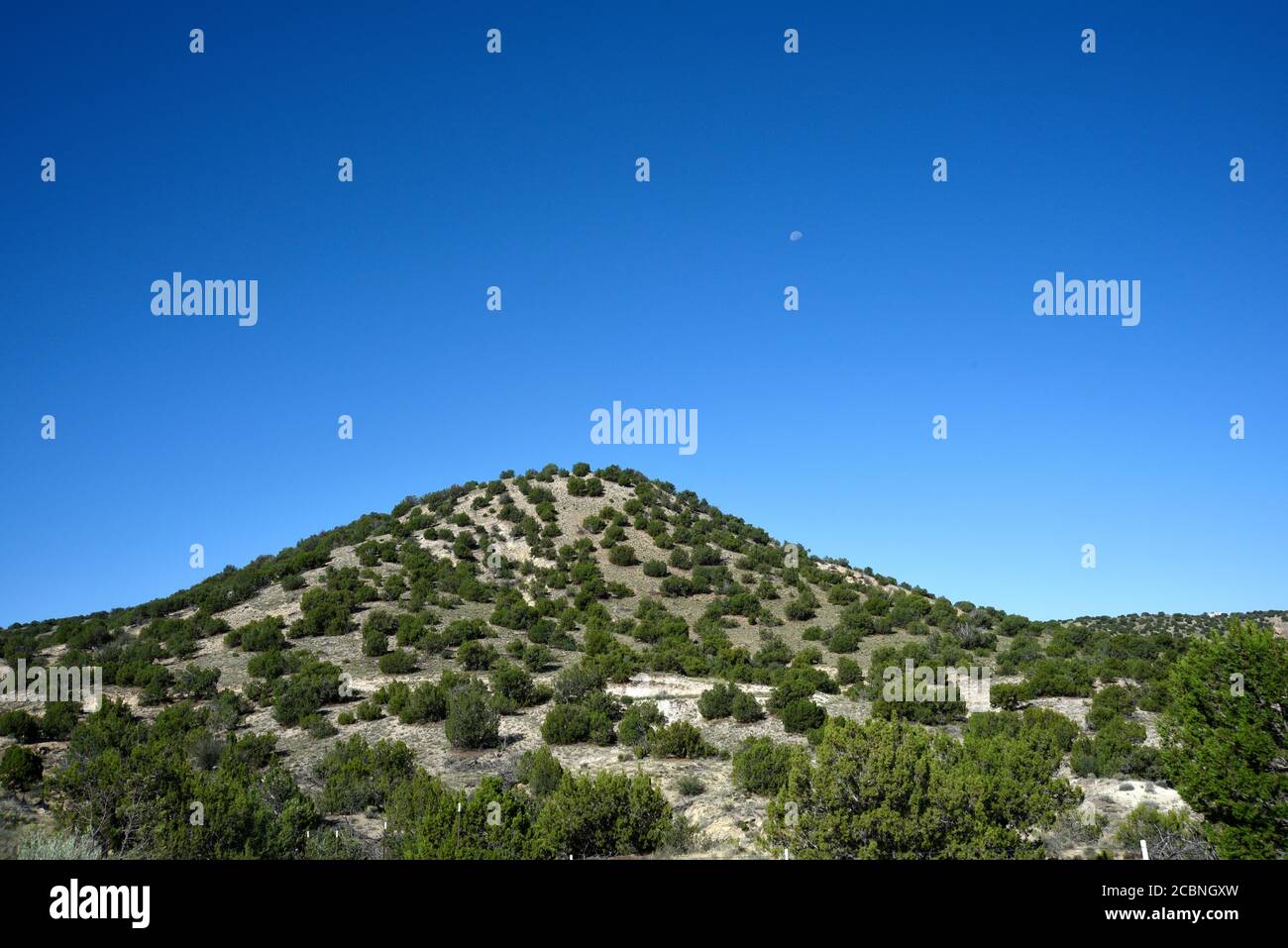A hill covered with pinon trees in rural New Mexico USA Stock Photo Alamy