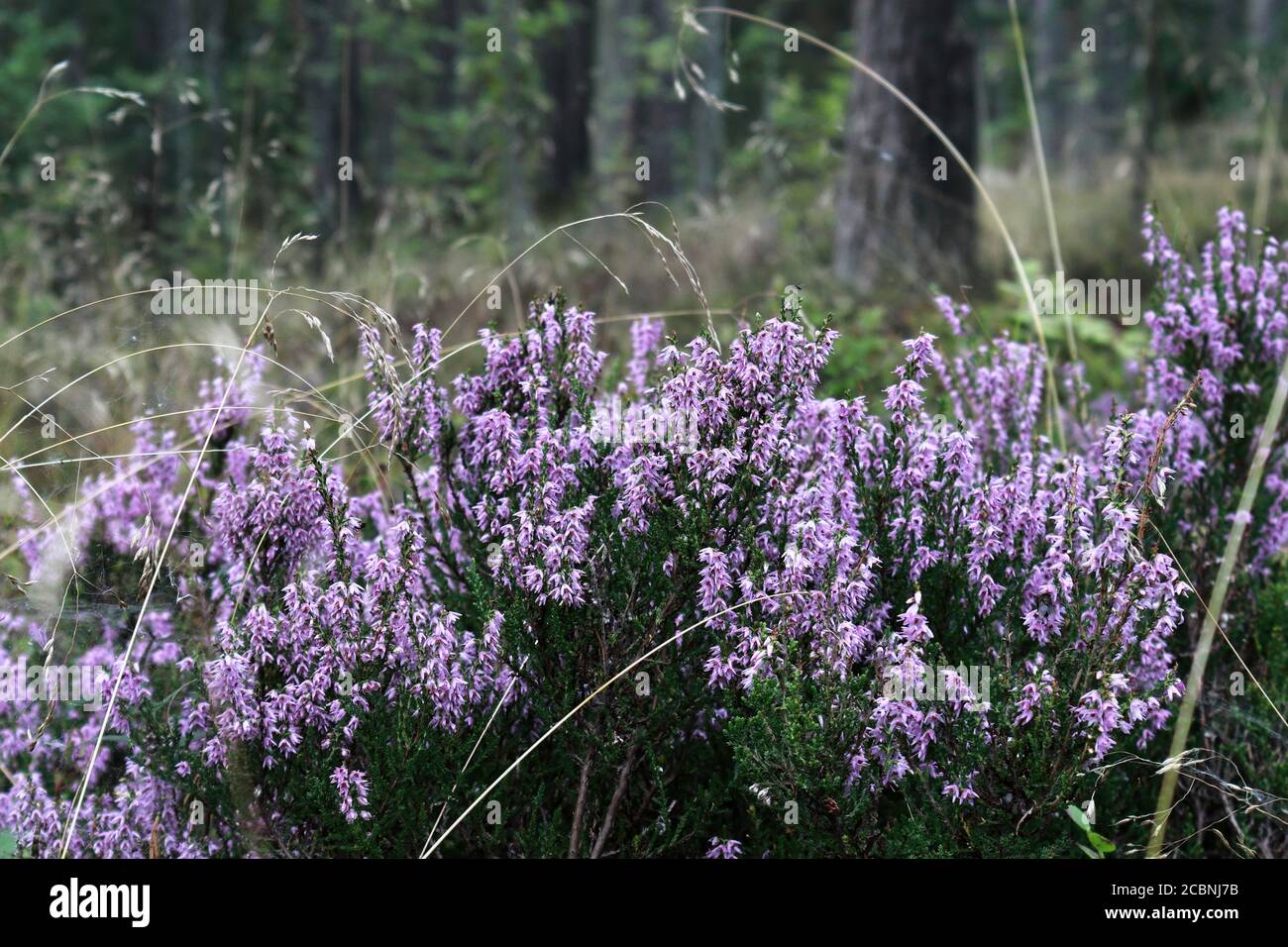 Purple flowers. Heather blooming in the summer on a blurred forest background. Selective focus Stock Photo