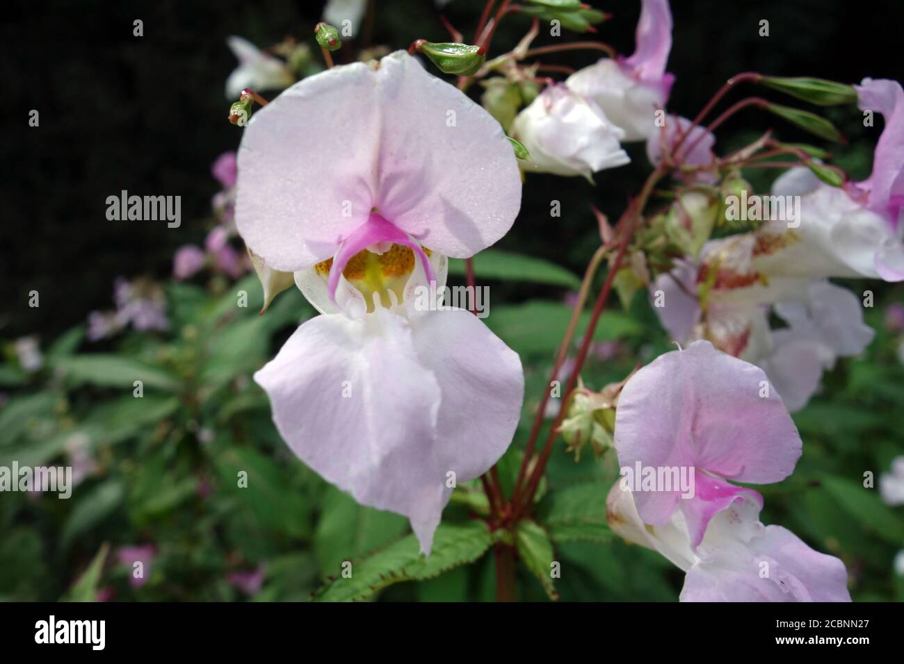 Pale Pink Himalayan Balsam Impatiens 'Ornamental Jewelweed' in an English, Country Garden, Lancashire, England, UK. Stock Photo