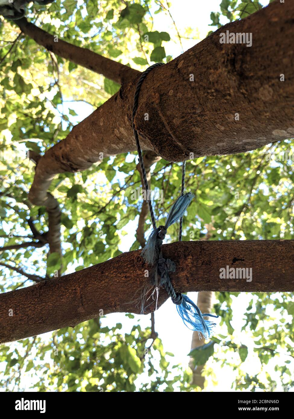 Closeup of two tree branches tied together with frayed pieces of string  Stock Photo - Alamy