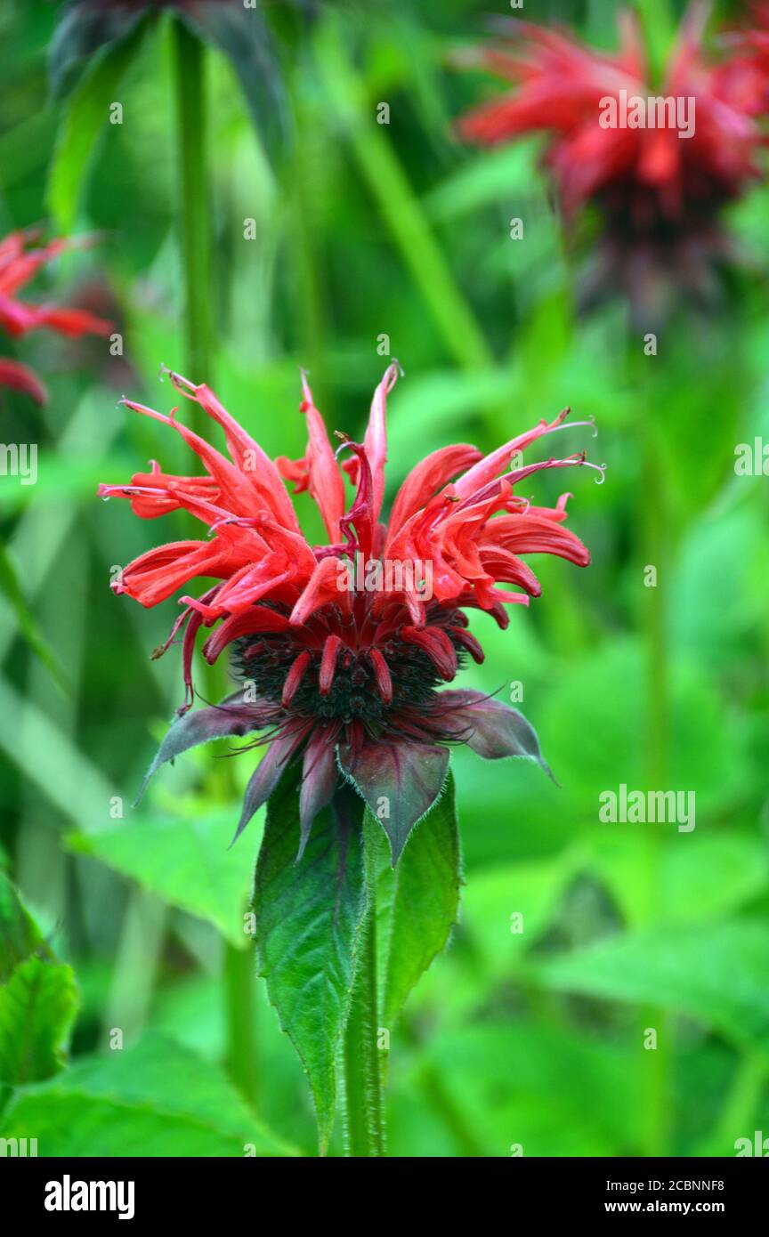 Red Monarda 'Gardenview Scarlet' (Bee Balm) Flowers grown in a border ...