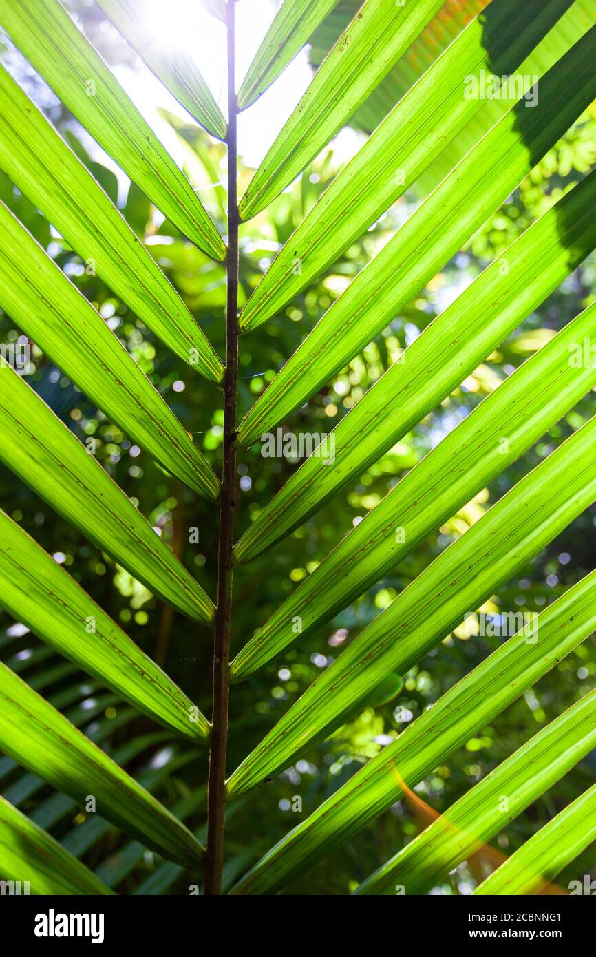 Close-up view of palm tree leaf Stock Photo - Alamy