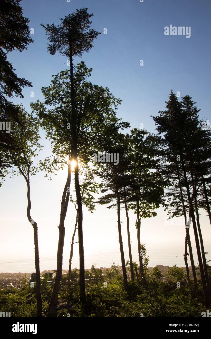 Tall trees in the forest on a foggy day Stock Photo - Alamy