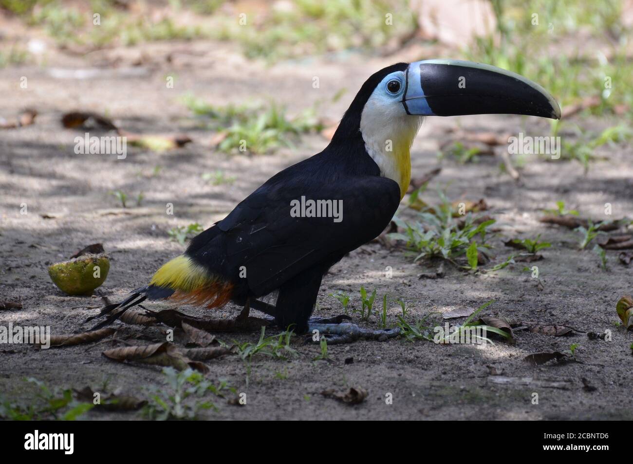 Toucan in the jungle Stock Photo