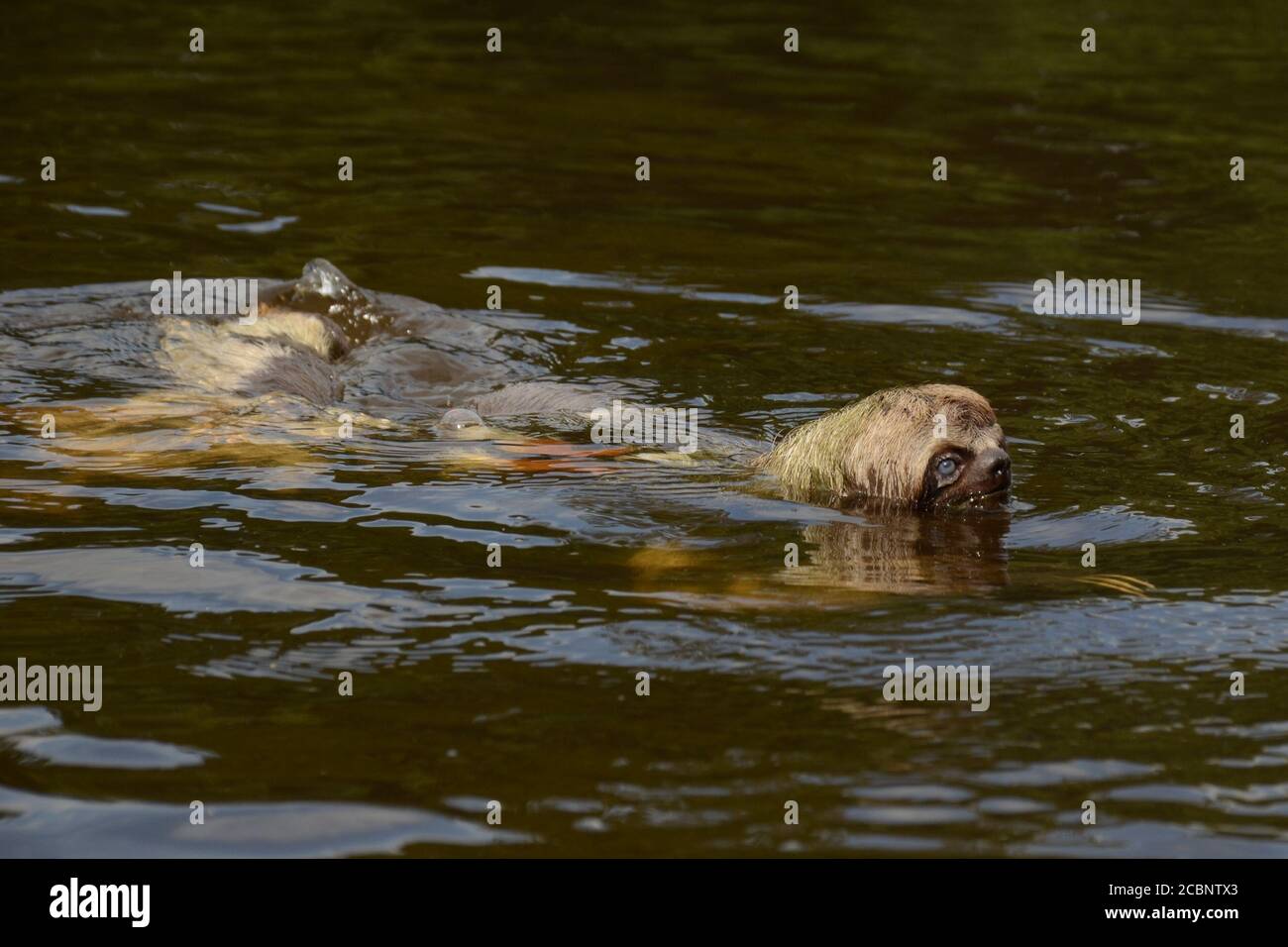 Sloth swimming Stock Photo
