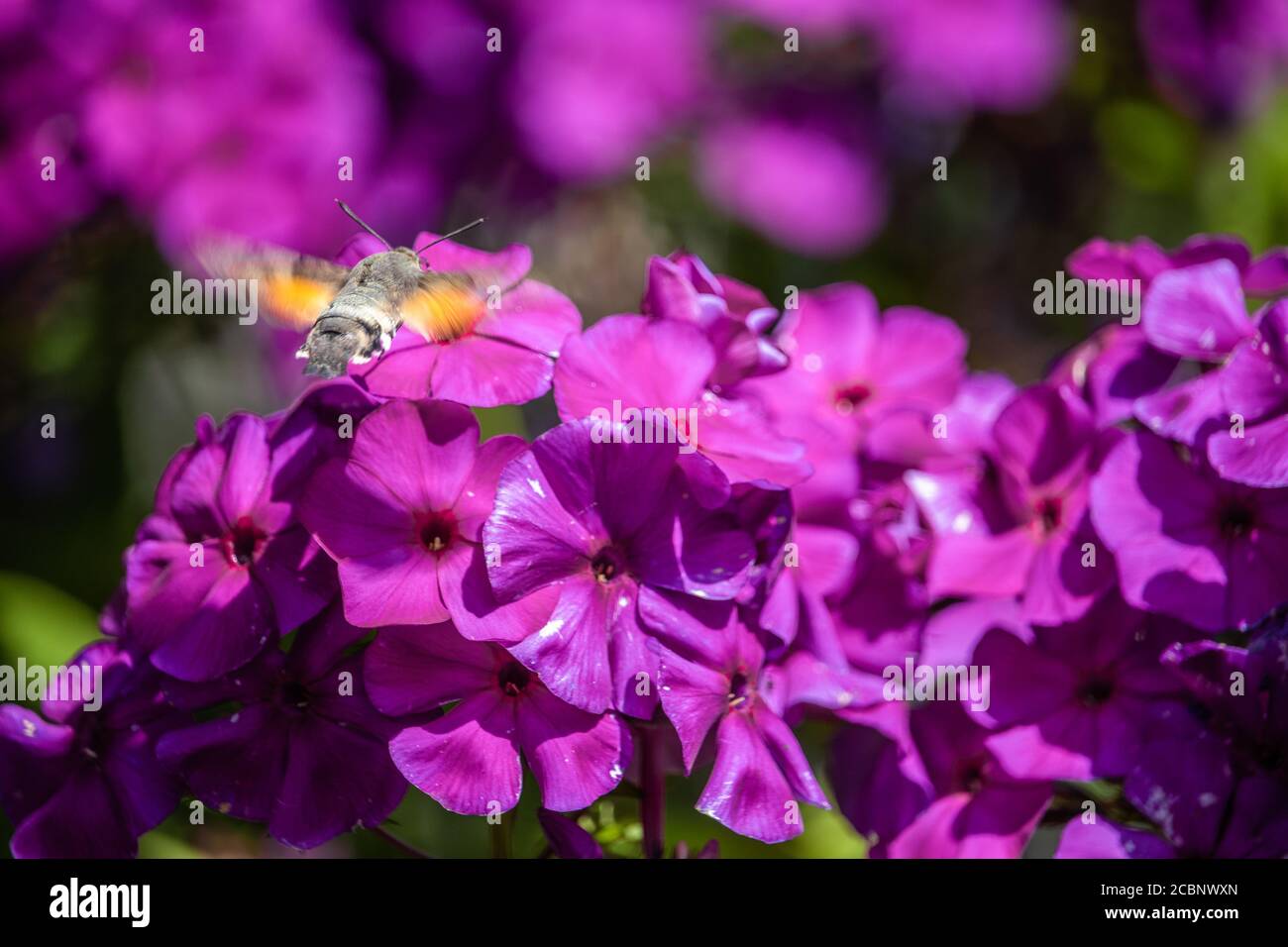 Closeup of a butterfly on garden phlox flowers under the sunlight Stock ...