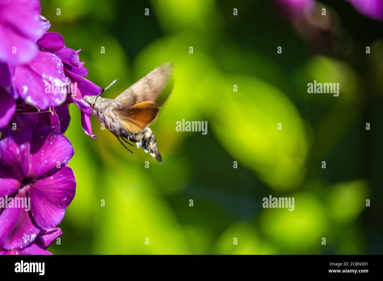 Closeup of a butterfly on garden phlox flowers under the sunlight Stock ...