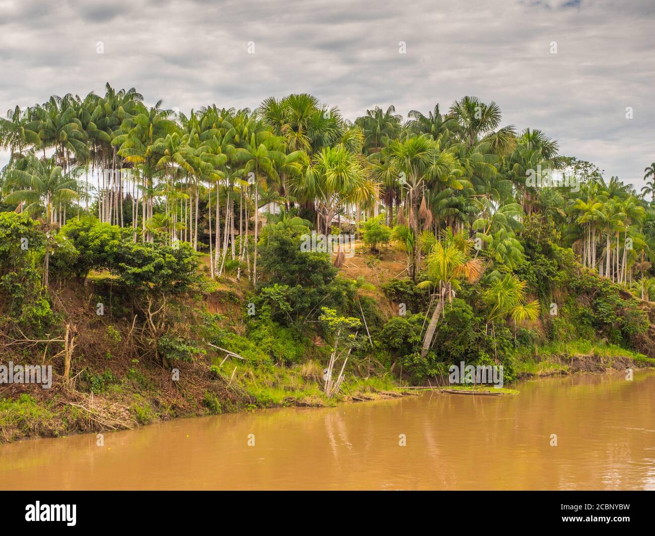 View of the jungle on the bank of the Amazon River, Amazonia. Selva on