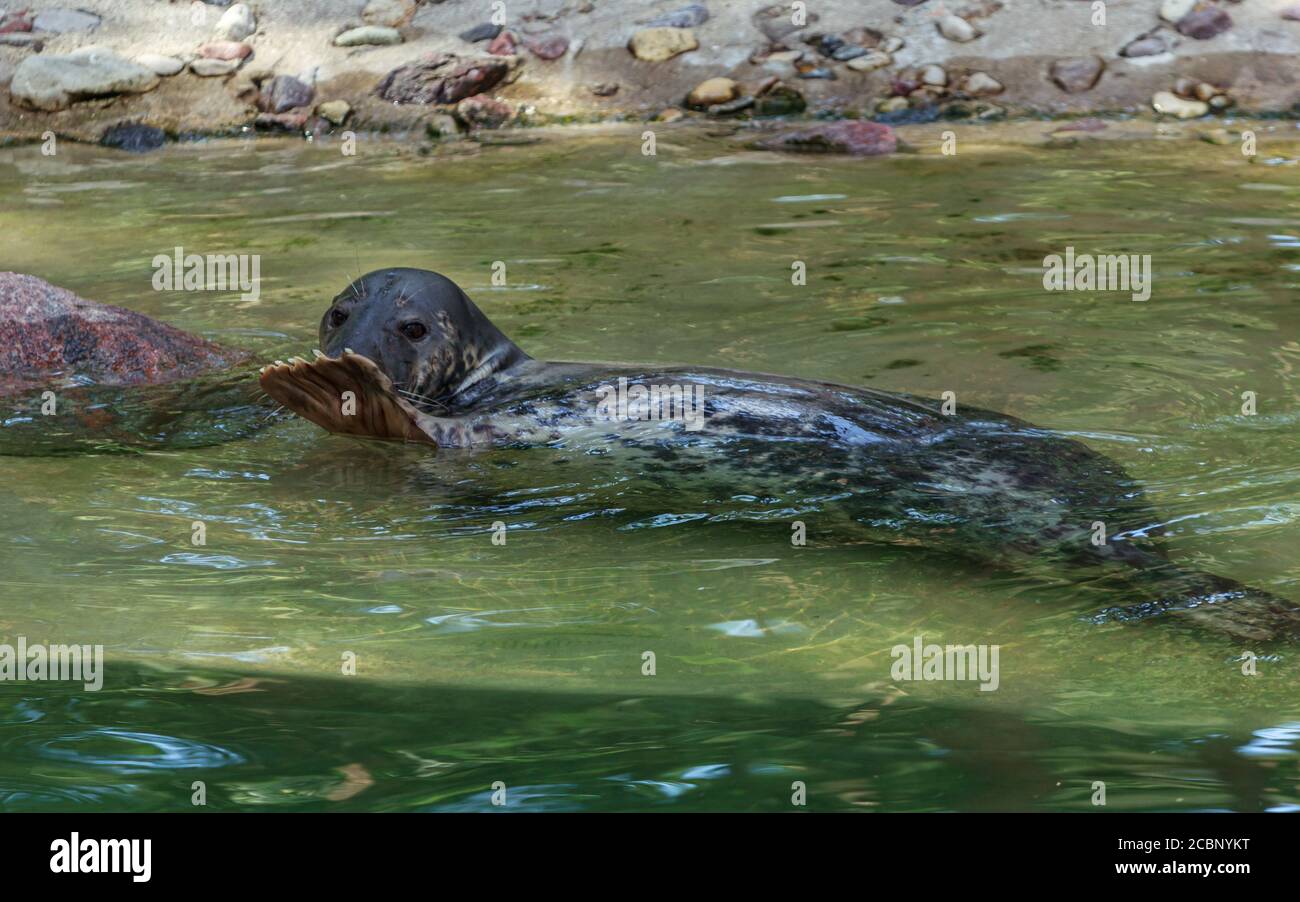 Grey seal showing good bye with metatarsus in green water poll, sea dog