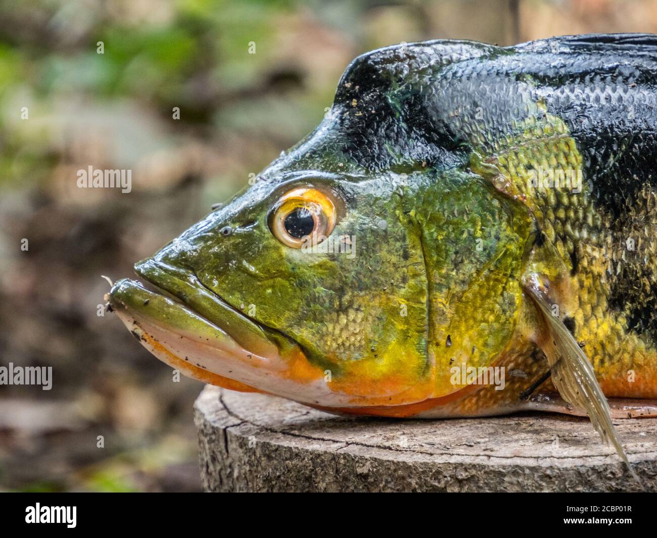 Head of South American fishes. Original name: Peacock Cichlid, Cichla ocellaris. Peacock Bass, Cichlidae family, Amazonia. Stock Photo